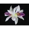 HAARBLOEM ORCHIDEE WIT/VIOLET