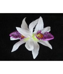 HAARBLOEM ORCHIDEE WIT/VIOLET